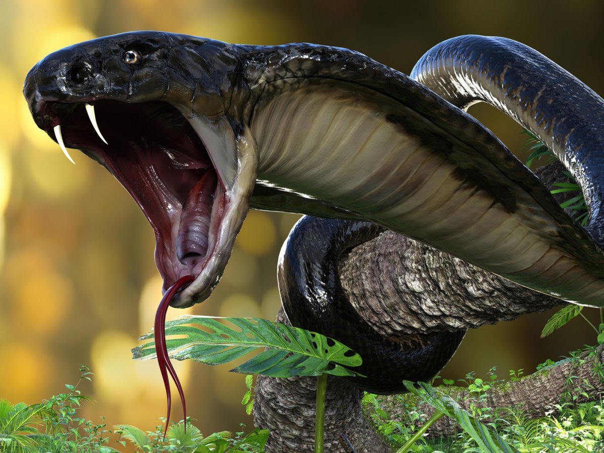 stock-photo-king-cobra.jpg