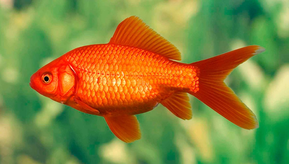 Pez-carpa-dorada.jpg