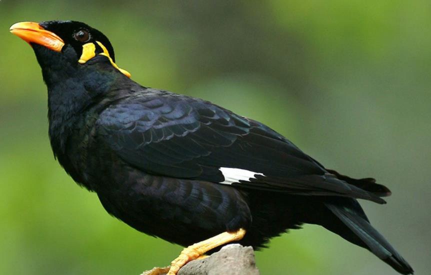 World Cup Beo Birds In Paris Predicts France To Outperform