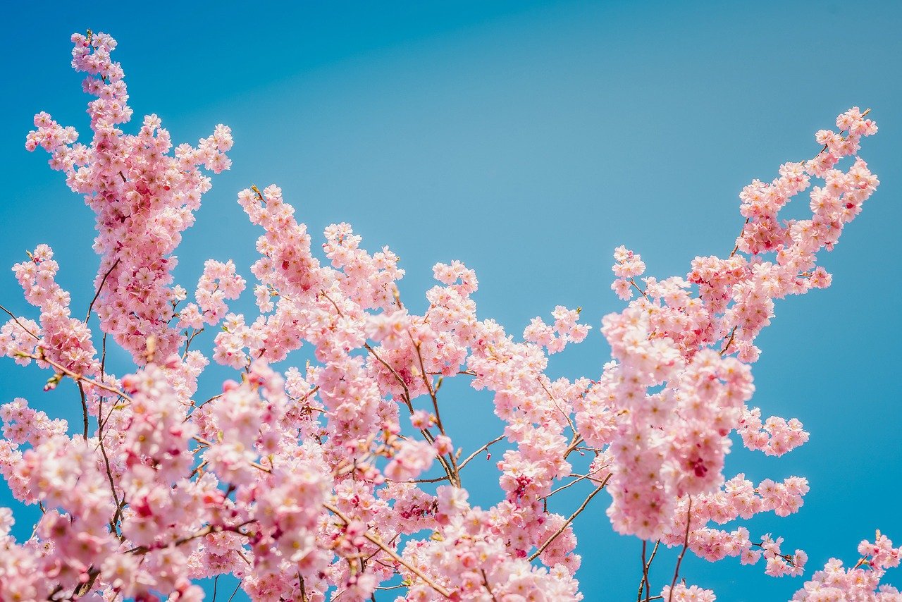 nature-3293045_1280.jpg