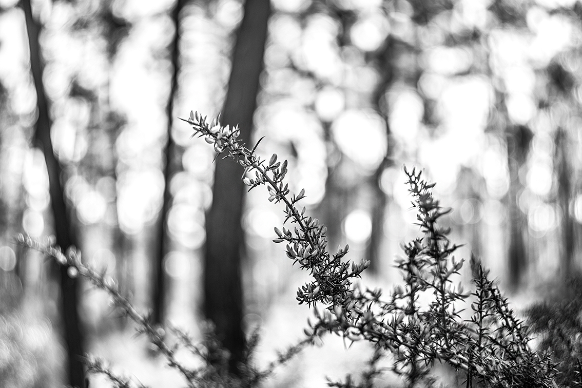 DSC01704-BW-WE.png