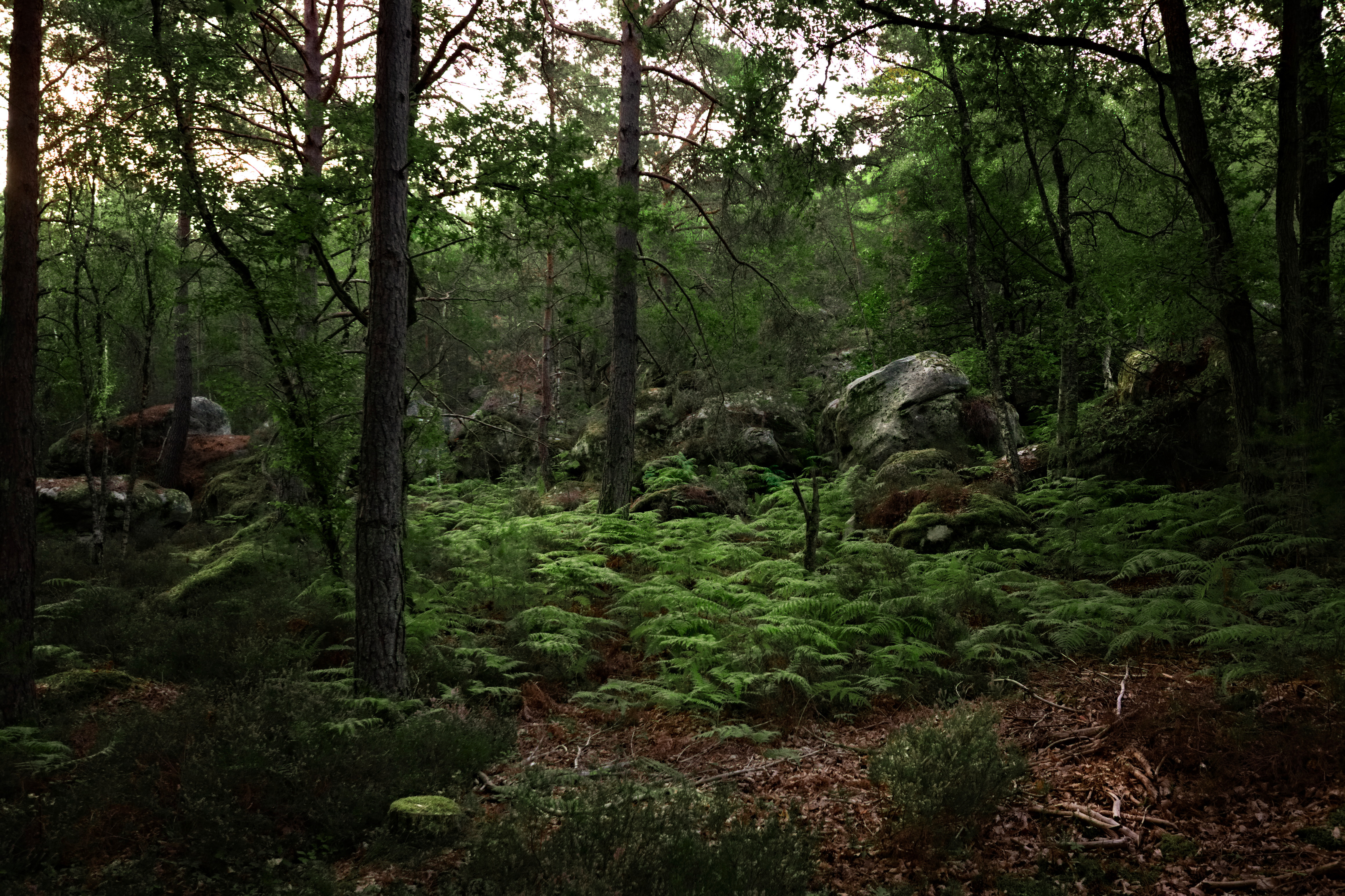 IMG_8588_gimp (2).jpg