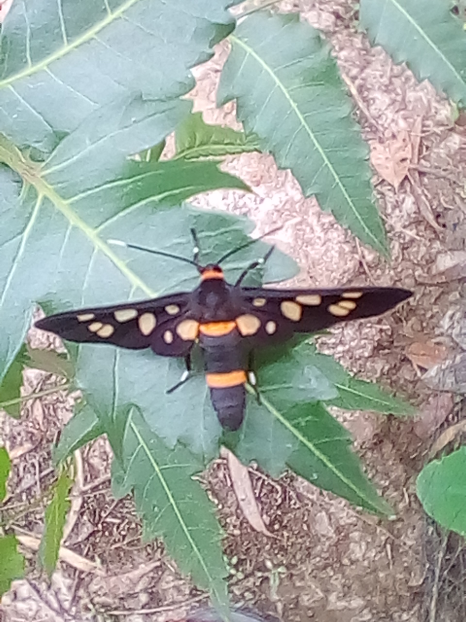 IMG_20180420_151659.jpg