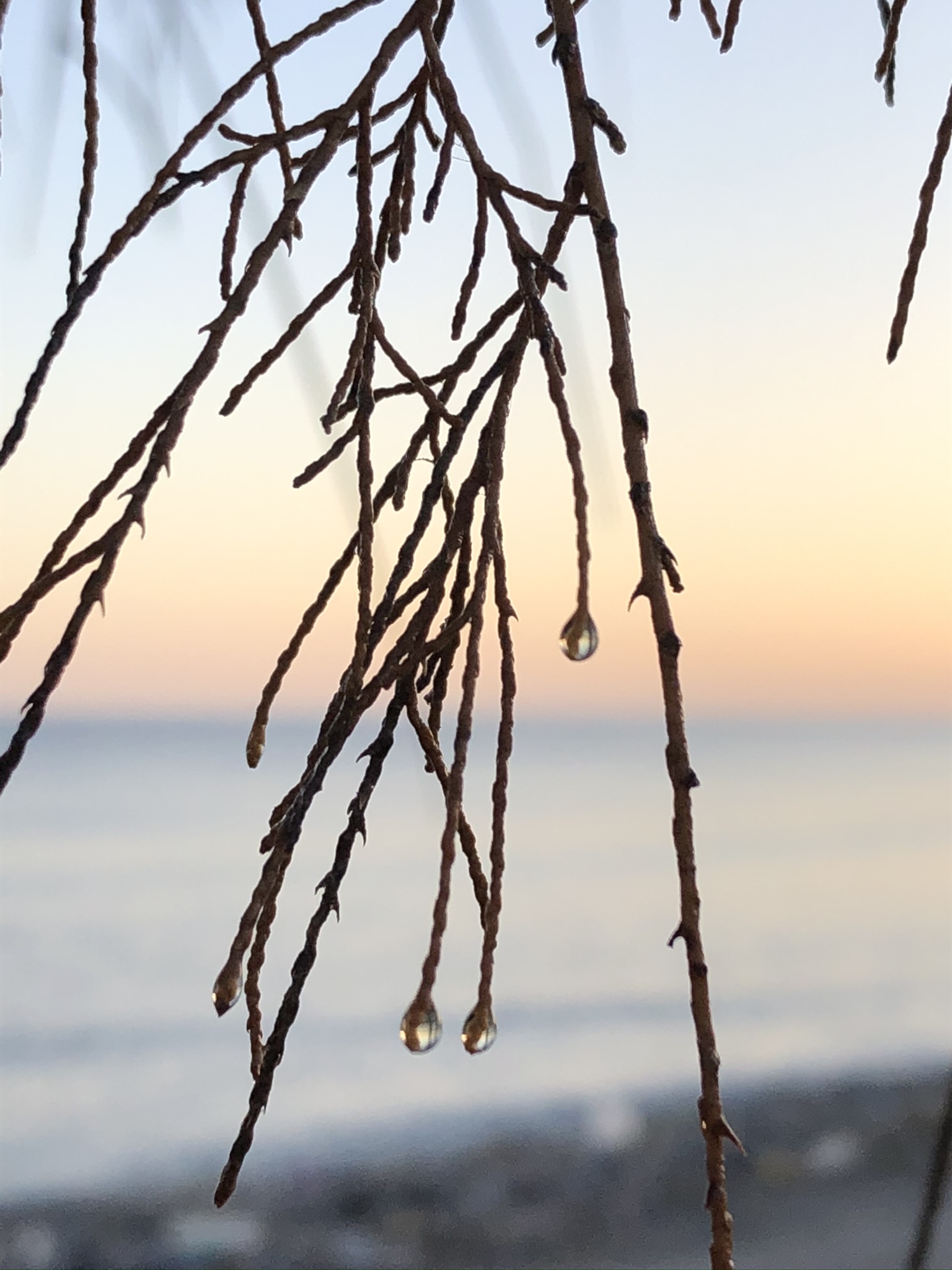 IMG_1188.jpeg