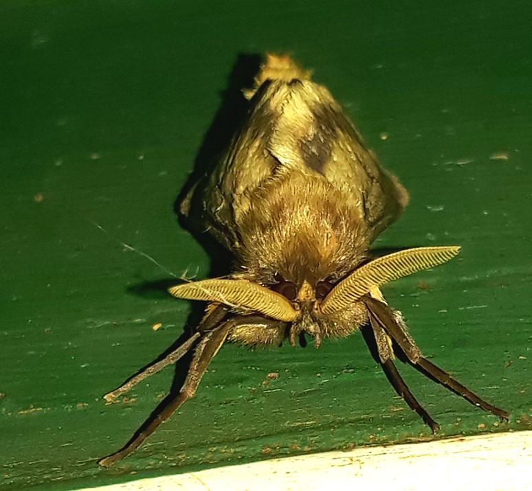 moth.jpg