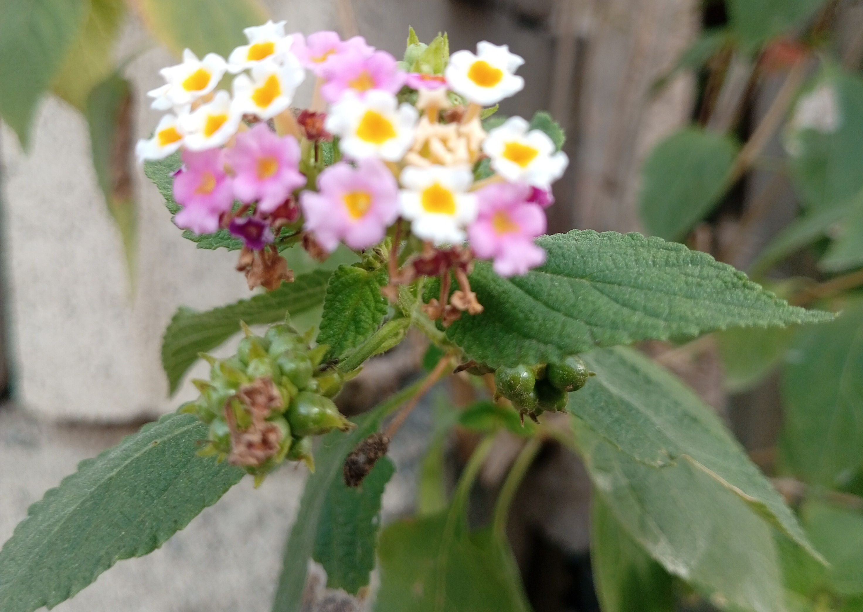 IMG_20260414_082012.jpg
