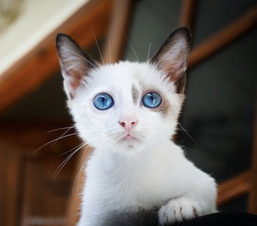 1446C361-53C9-48AA-8C3C-D7F04F5C74F3.jpeg