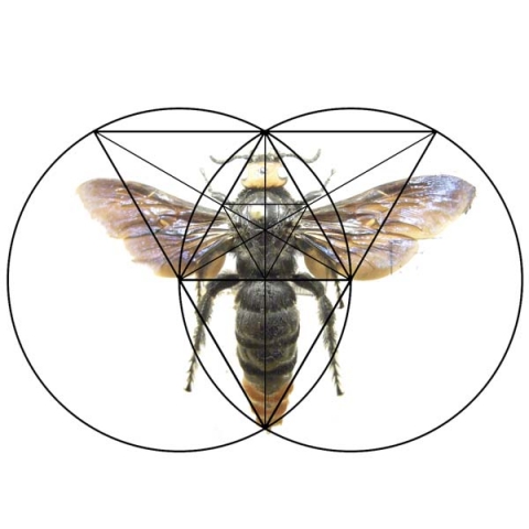 fly_2_triangle.jpg