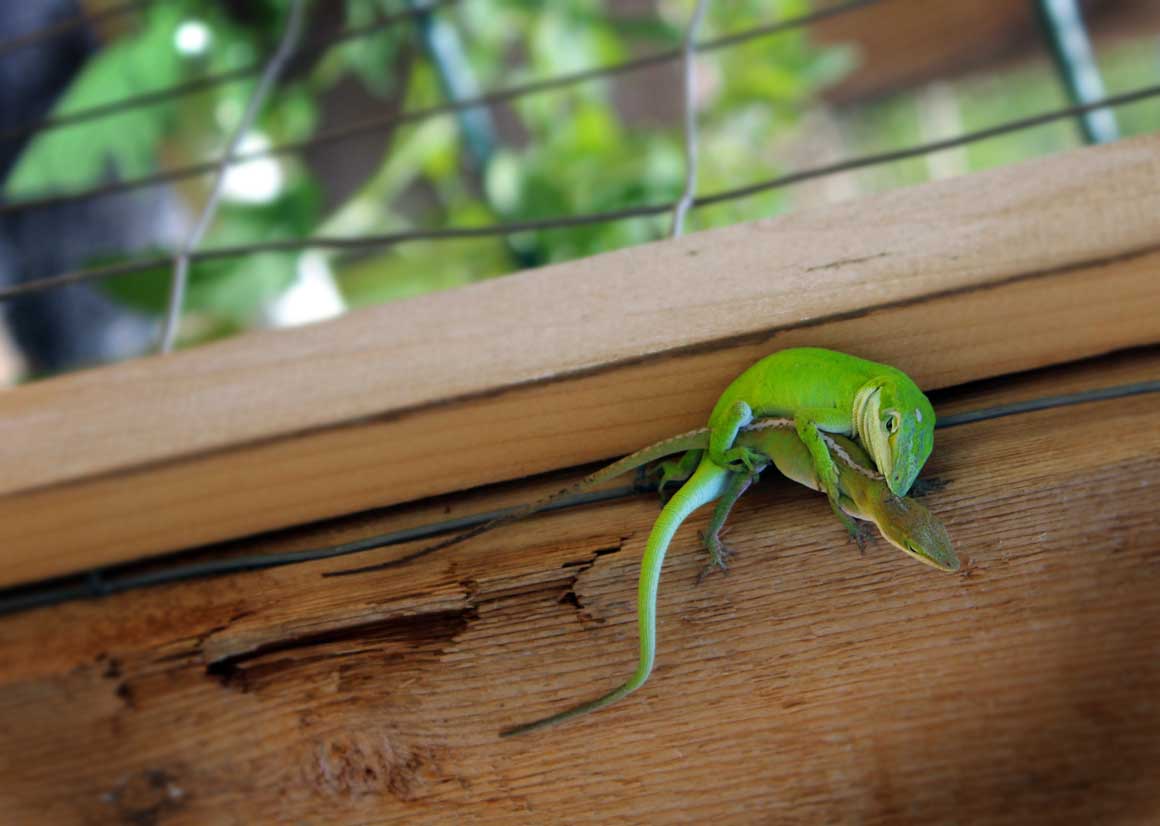 baby_lizards.jpg