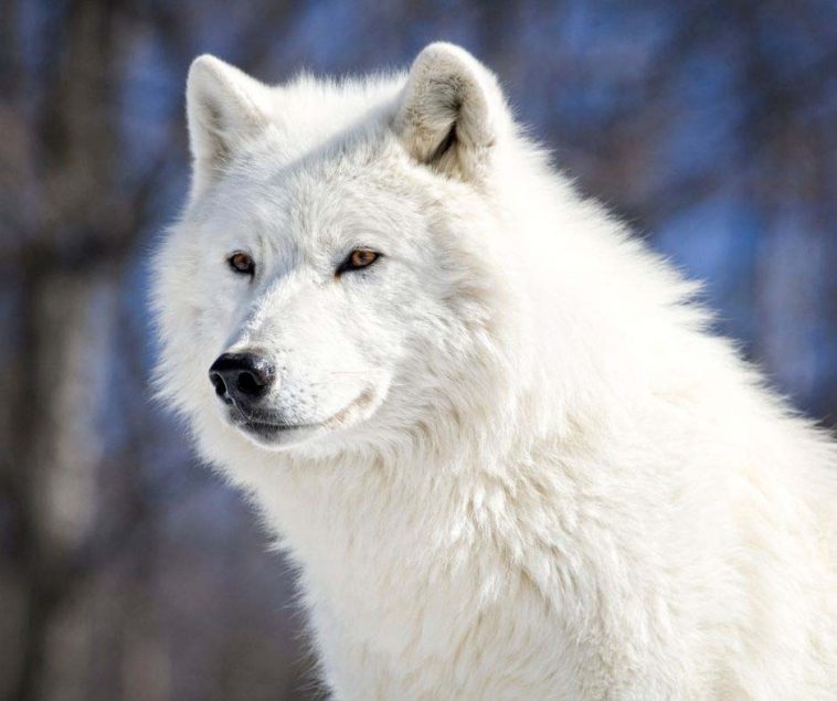 Arctic-Wolf-facts-1-3-1-758x635.jpg