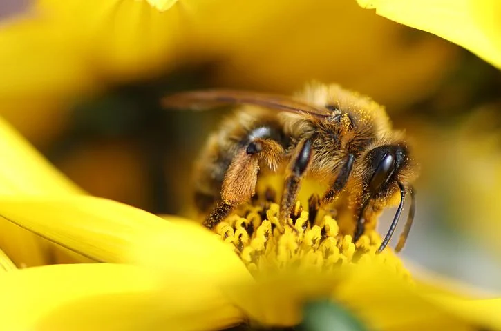 bee-6233397__480.webp