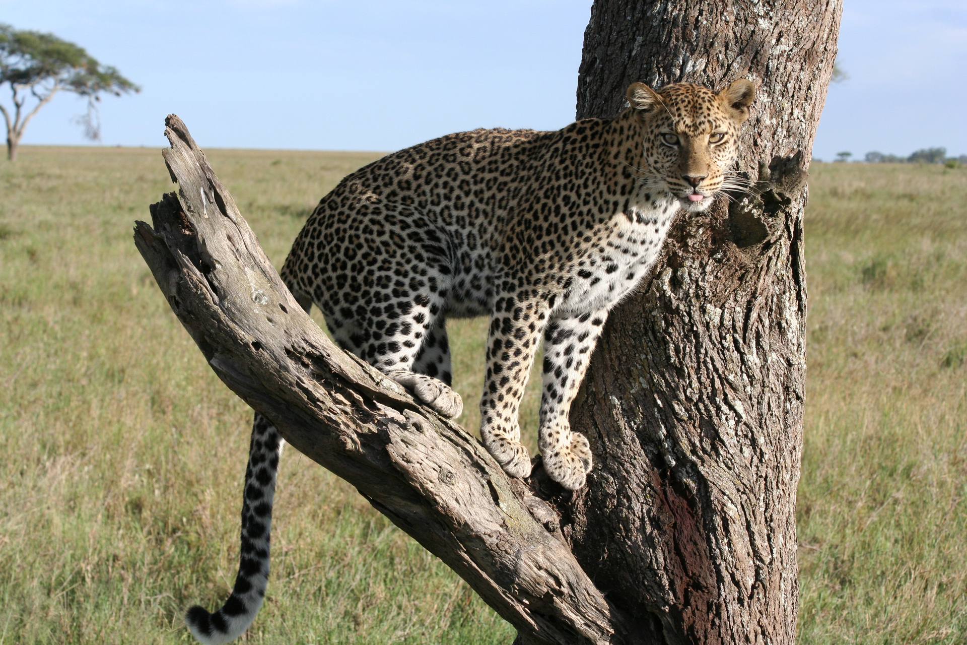 Best of Serengeti national park Tanzania safari.jpg