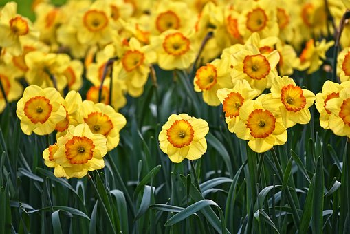 daffodil-3349706__340.jpg
