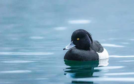 duck-7666456__340.webp