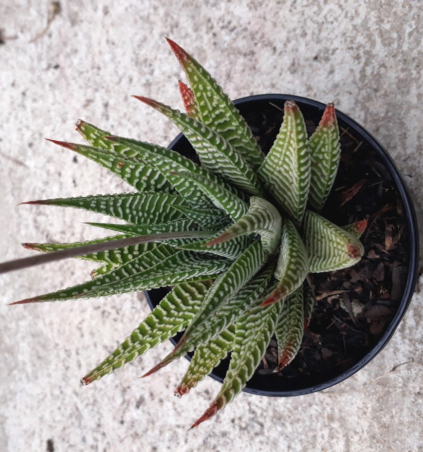 H limifolia striata.jpg