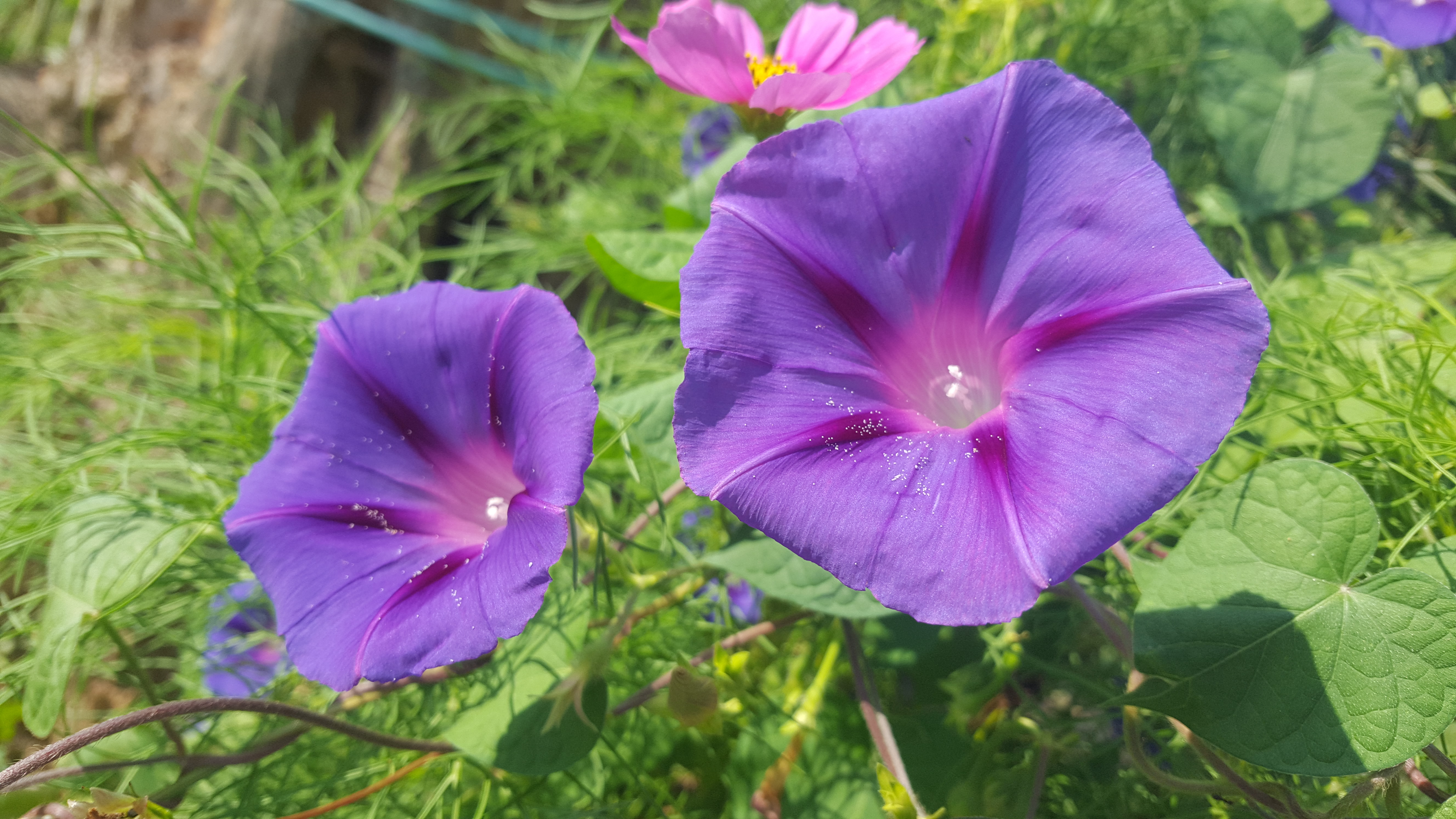 ипомея пурпурная звонница. ипомея пурпурная. ипомея жизель. ипомея махровая. ипомея шантеклер.