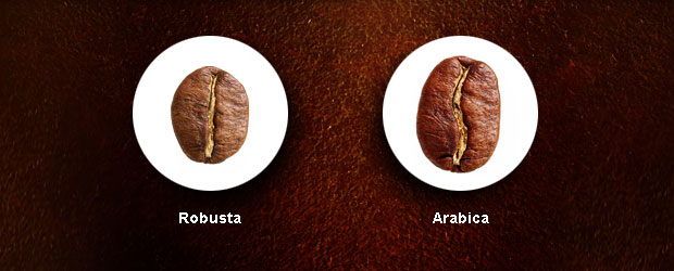 robusta-versus-arabica.jpg