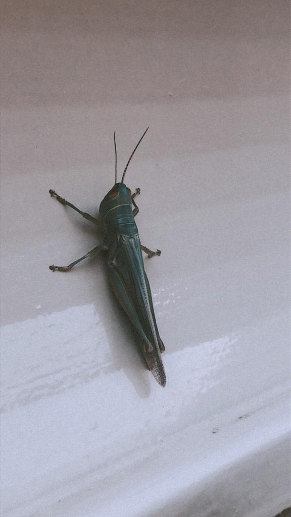 IMG-20220118-WA0031.jpg