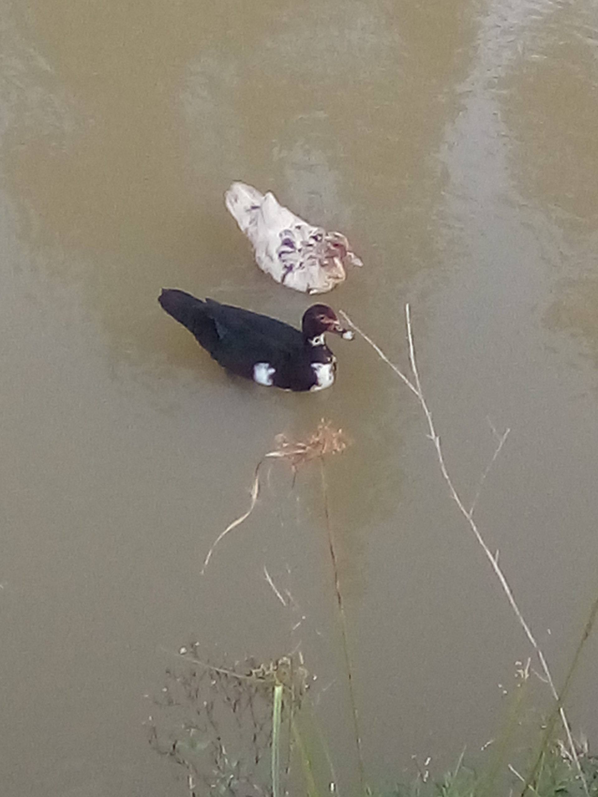 photochain, patos, 020.jpg