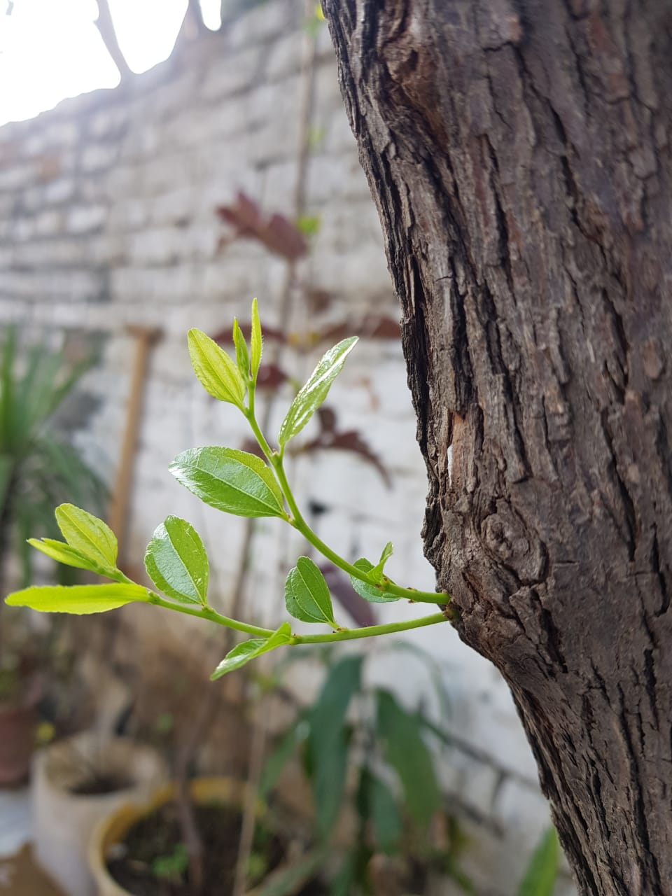 farm photos (9).jpeg