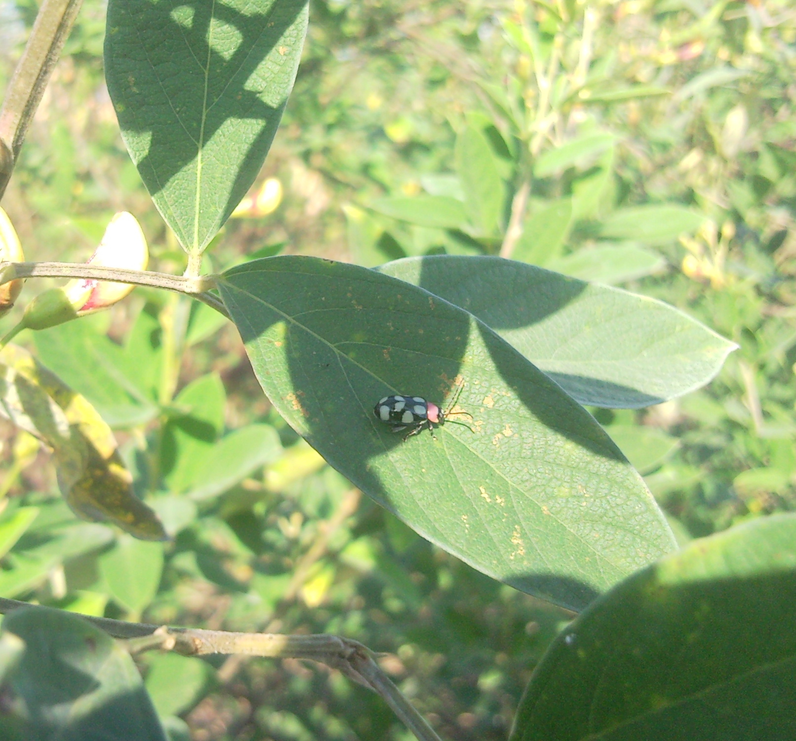 gdh%20001.jpg
