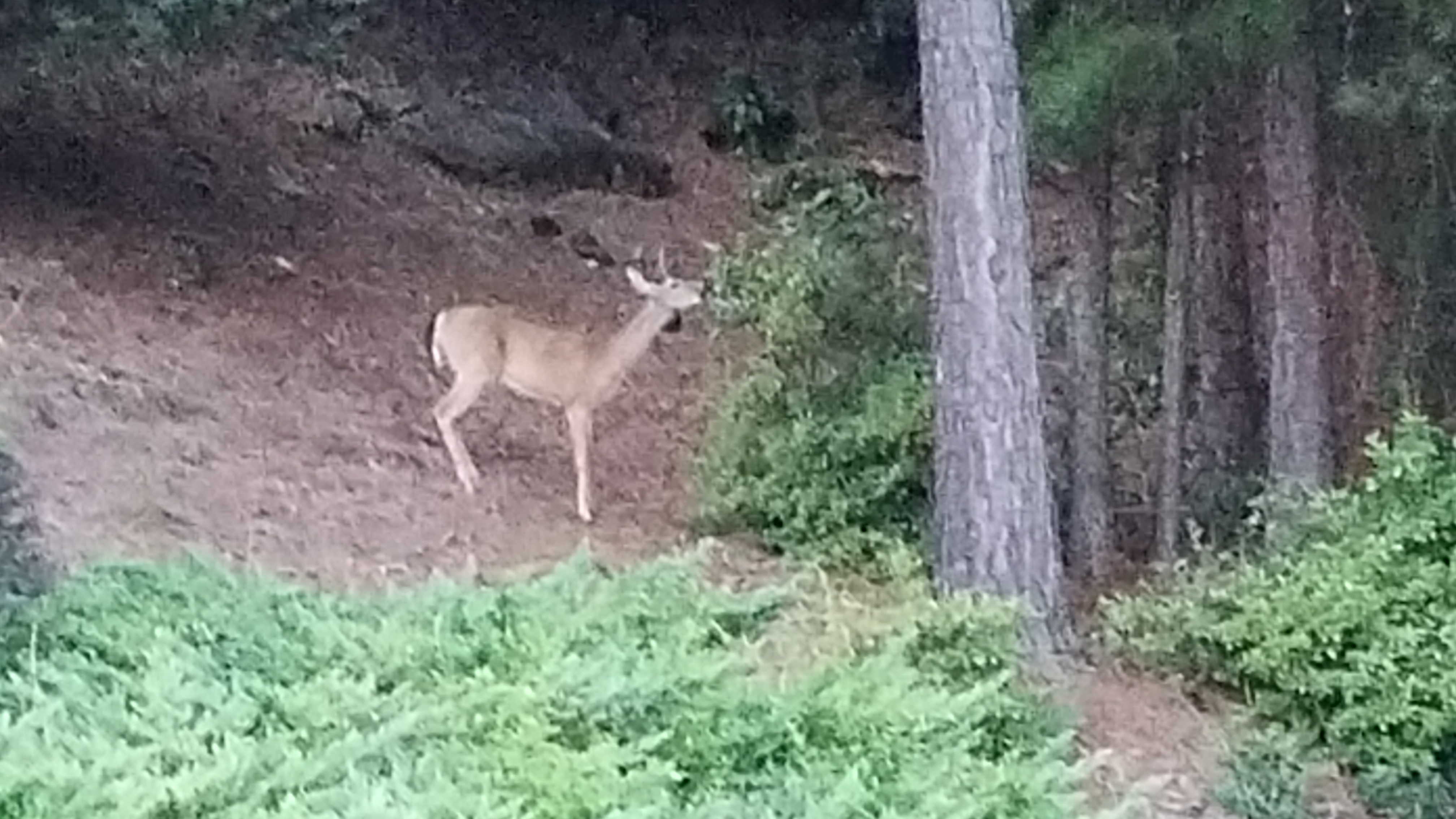 20180803_203116.jpg
