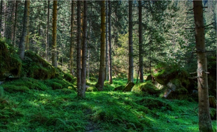Zwergin Taetowierte Wald Oral