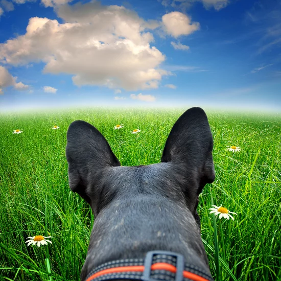 Dog-Hopping-Through-Field.webp