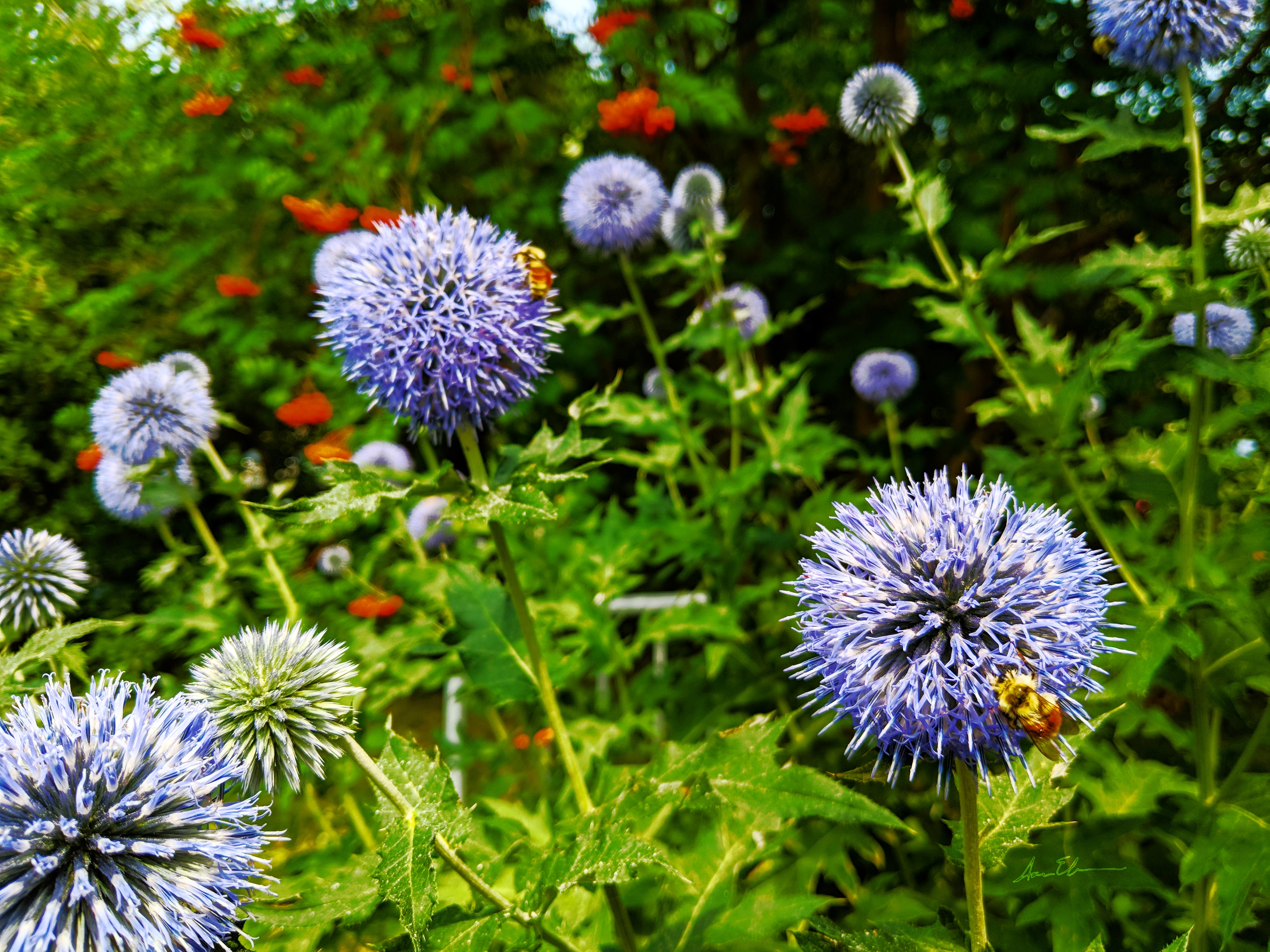 echinops.jpg