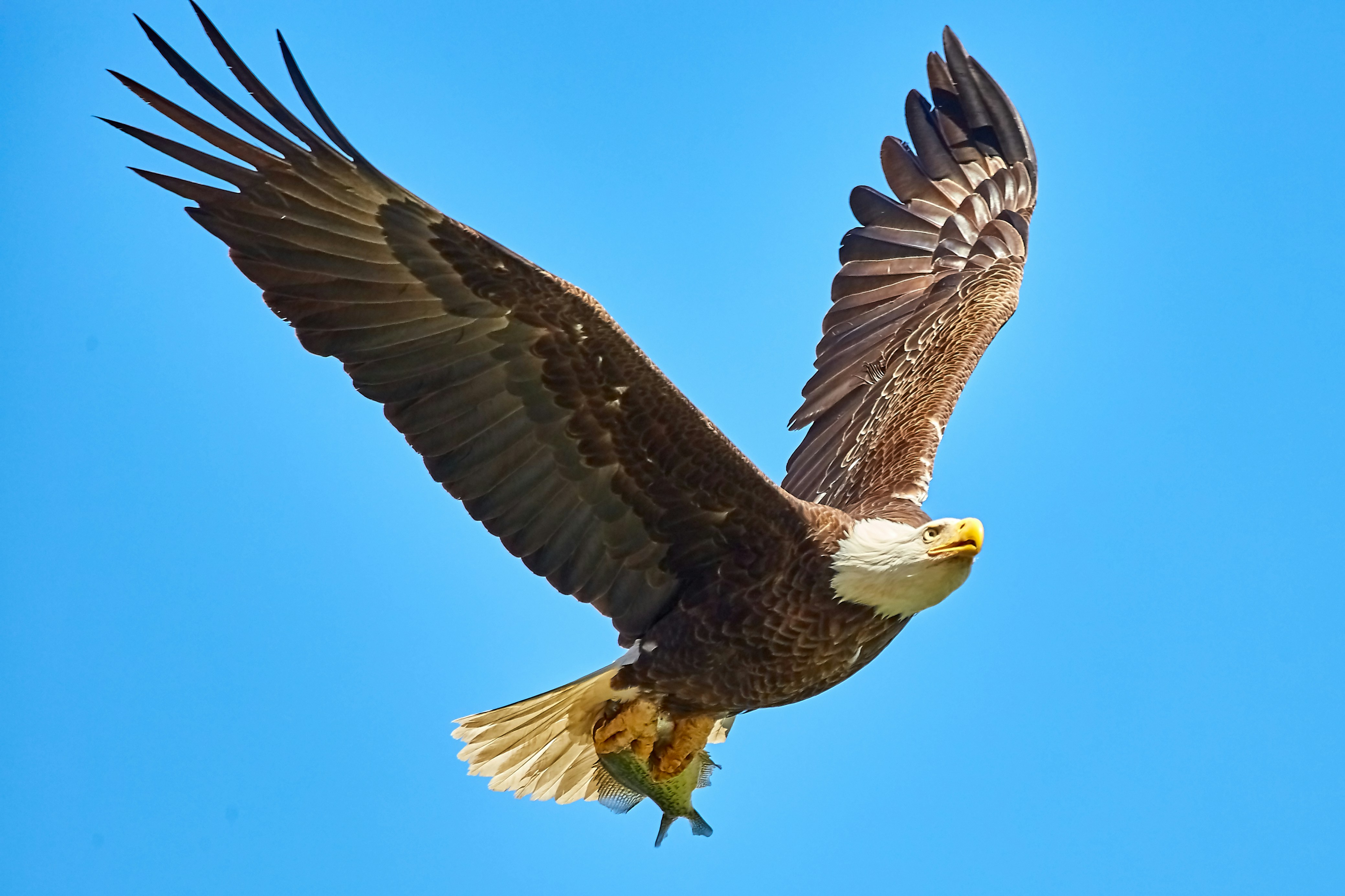 Bald-Eagle-American-1.jpg
