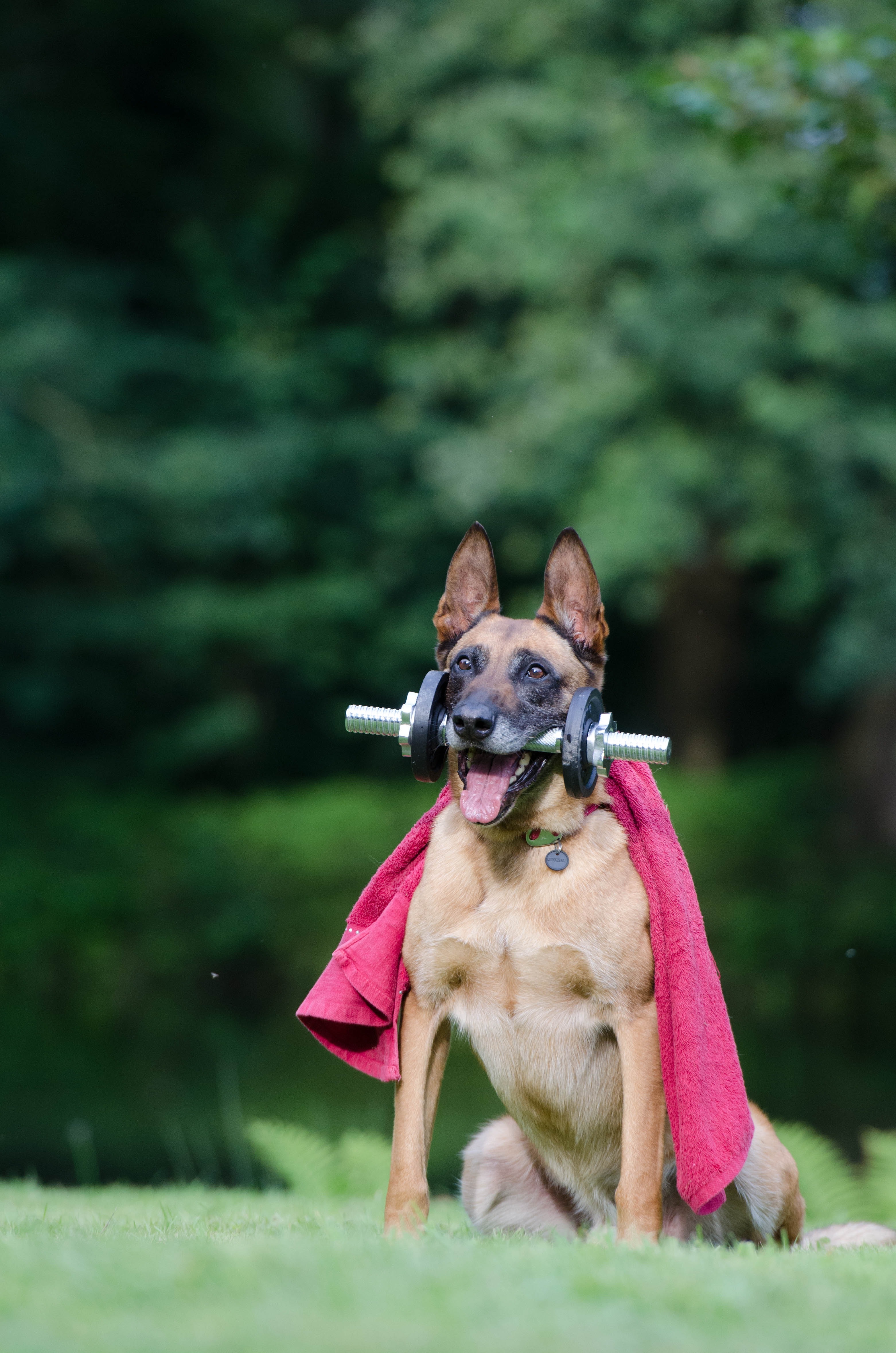 animal-belgian-shepherd-dog-dog-37735.jpg