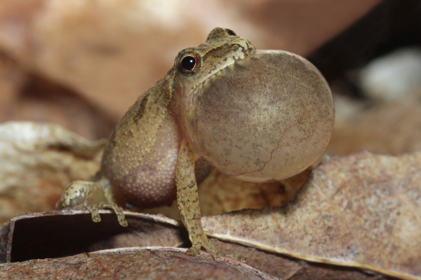 peepers-bubble-600x400.jpg