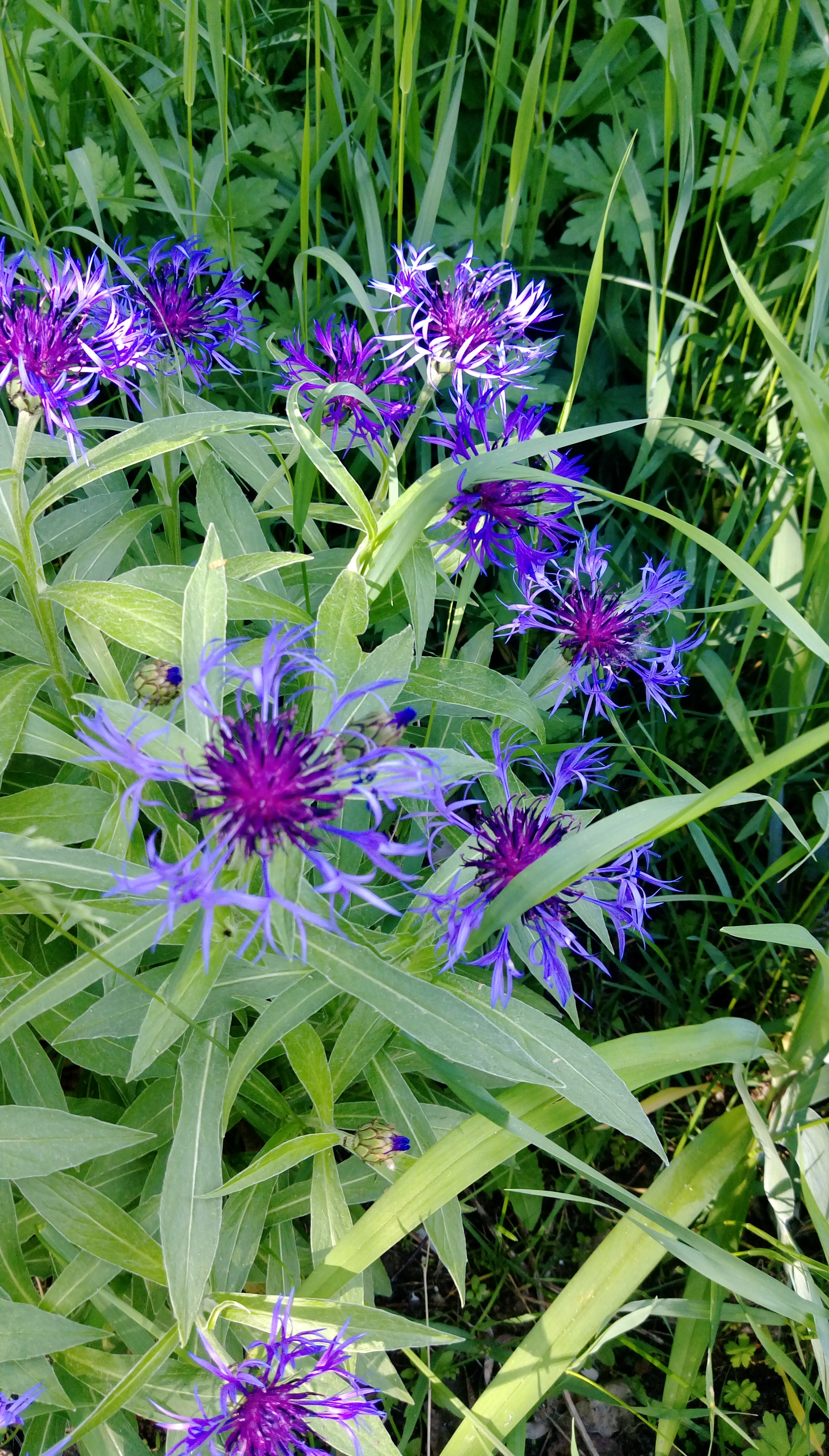 IMAG0148.jpg