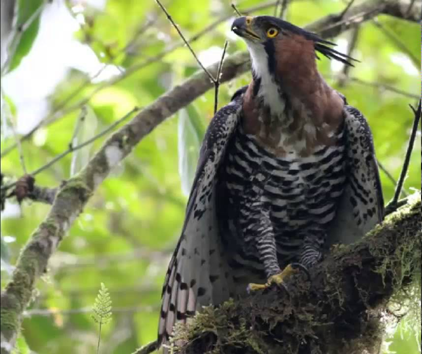 EL AGUILA PENACHO 