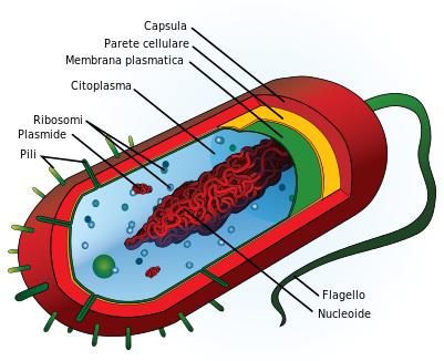 Tipica_cellula_procariote.svg.png