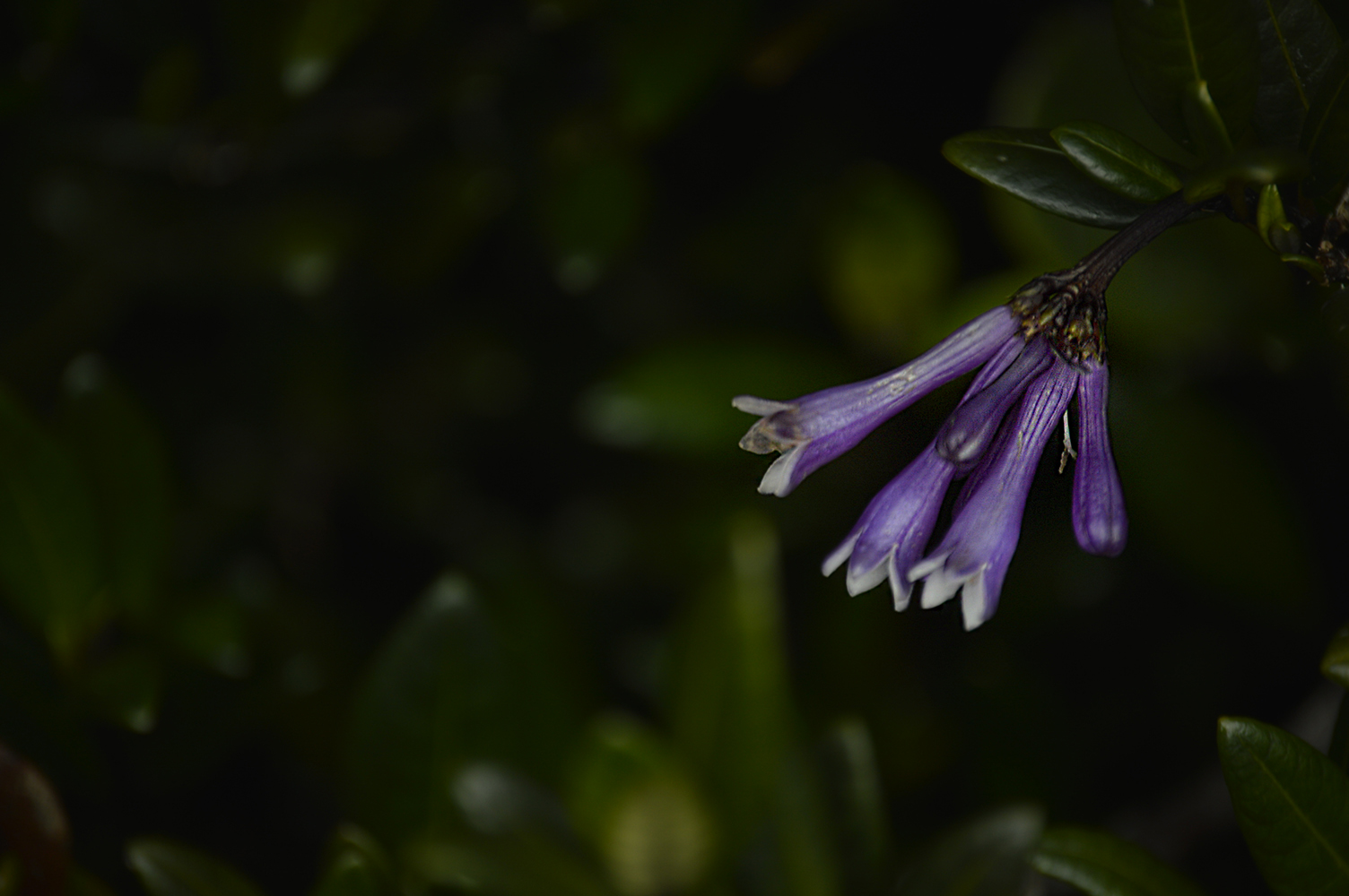 _DSC0414.jpg