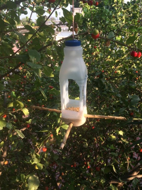 Strauzz-steemit-comedero-reciclaje-botella-aves-naturaleza-jardin-arbol-venezuela.jpg