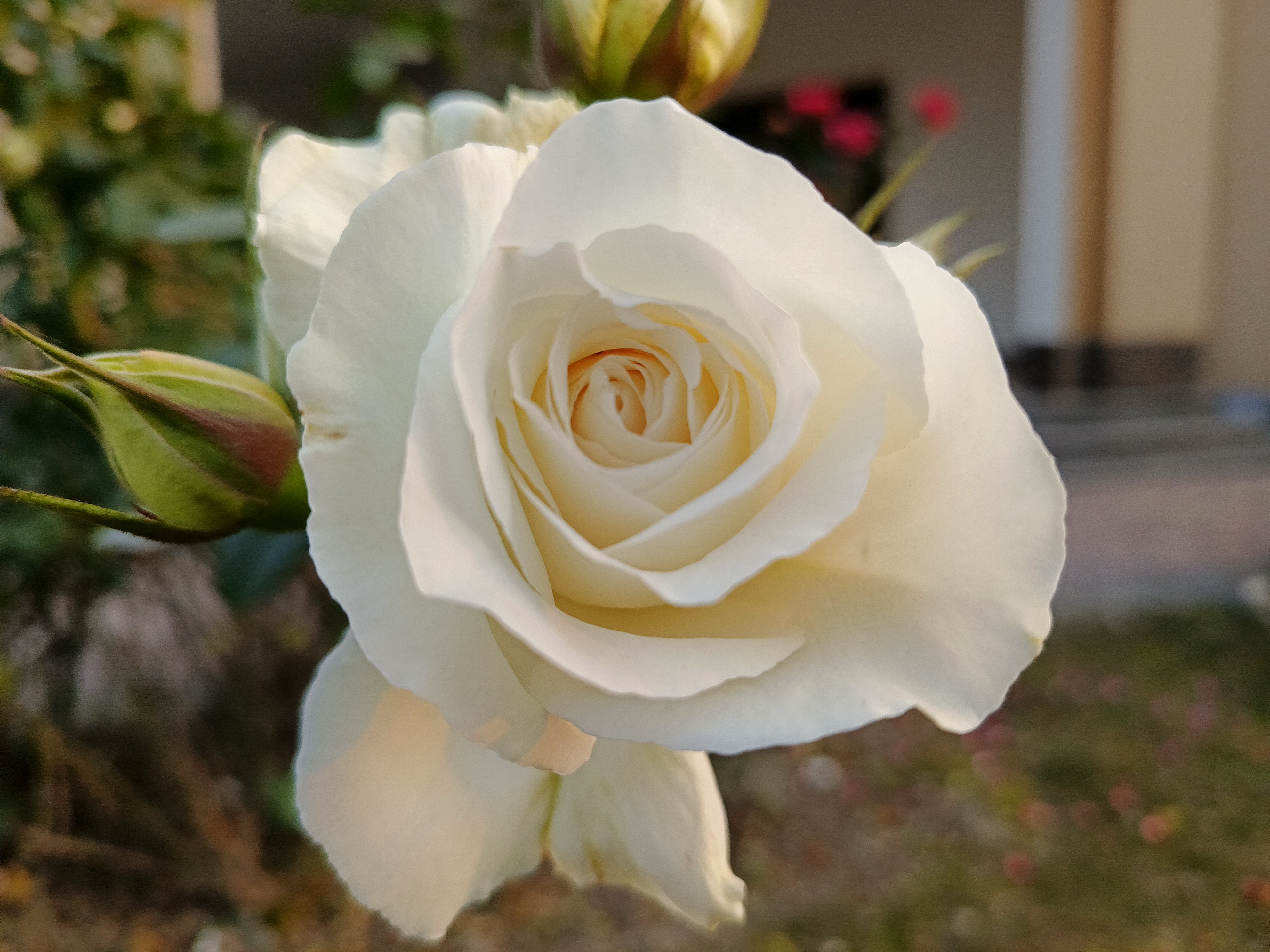 IMG_20260201_164458_722.jpg