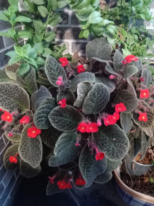 flower3.jpg