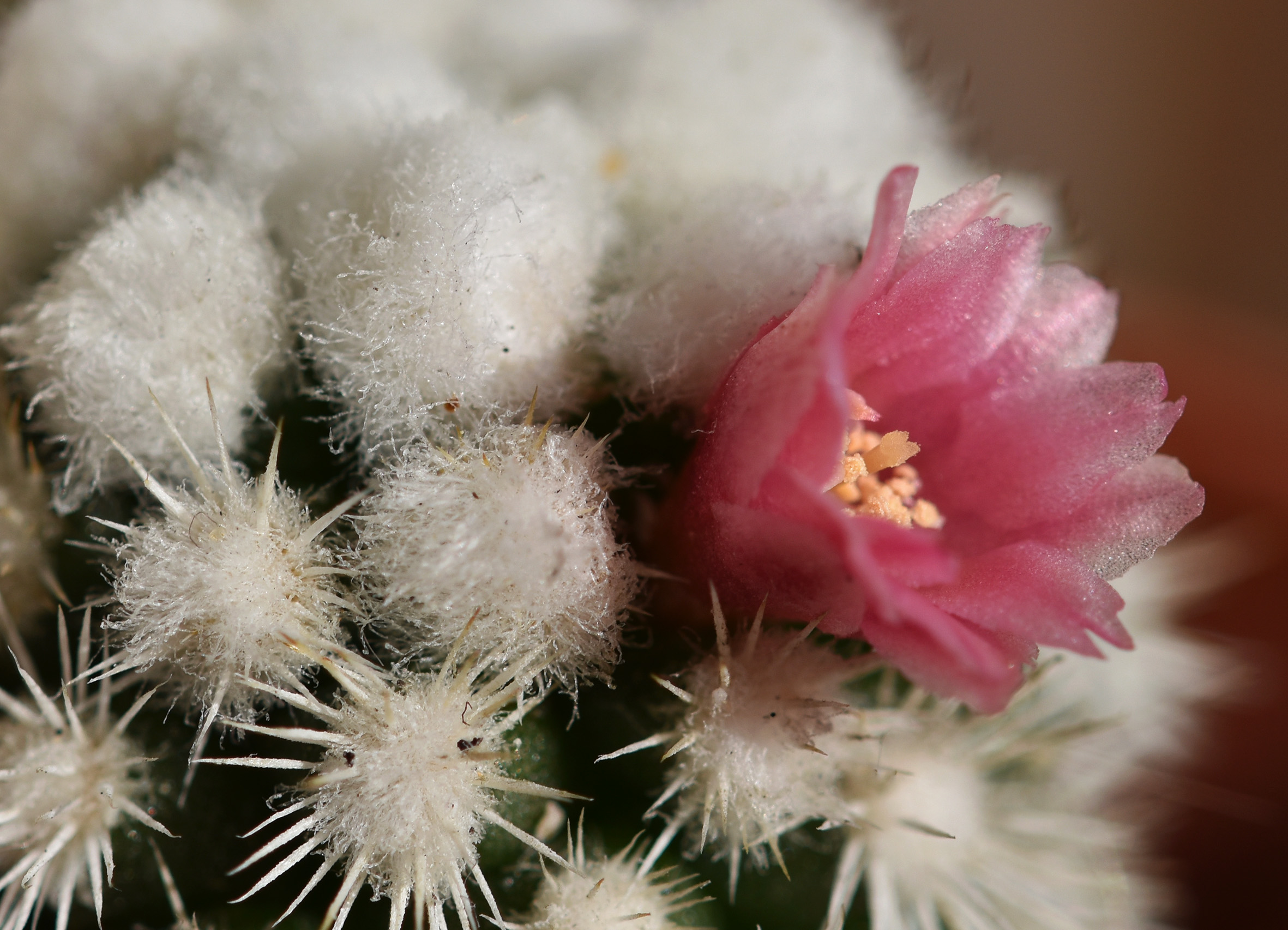 Mammillaria Gracilis Snowcap flower 1.jpg
