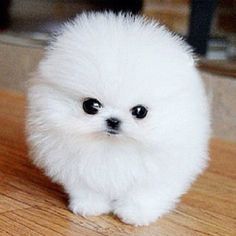 3f94889aa445011fcd537321f15f8d5f--teacup-pomeranian-puppy-pomeranian-for-adoption.jpg