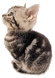 trans%20kitten.png