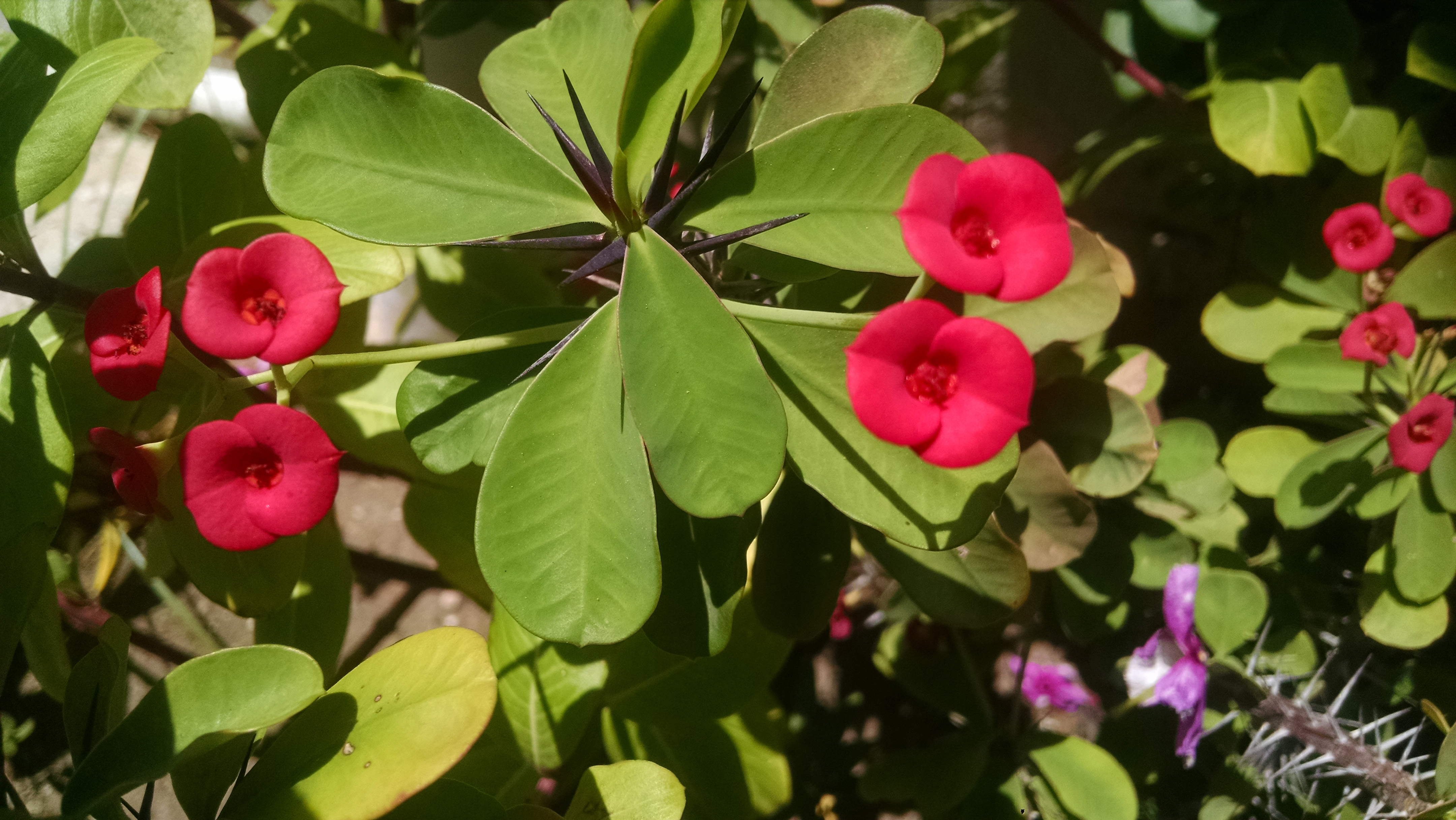 flor4.jpg