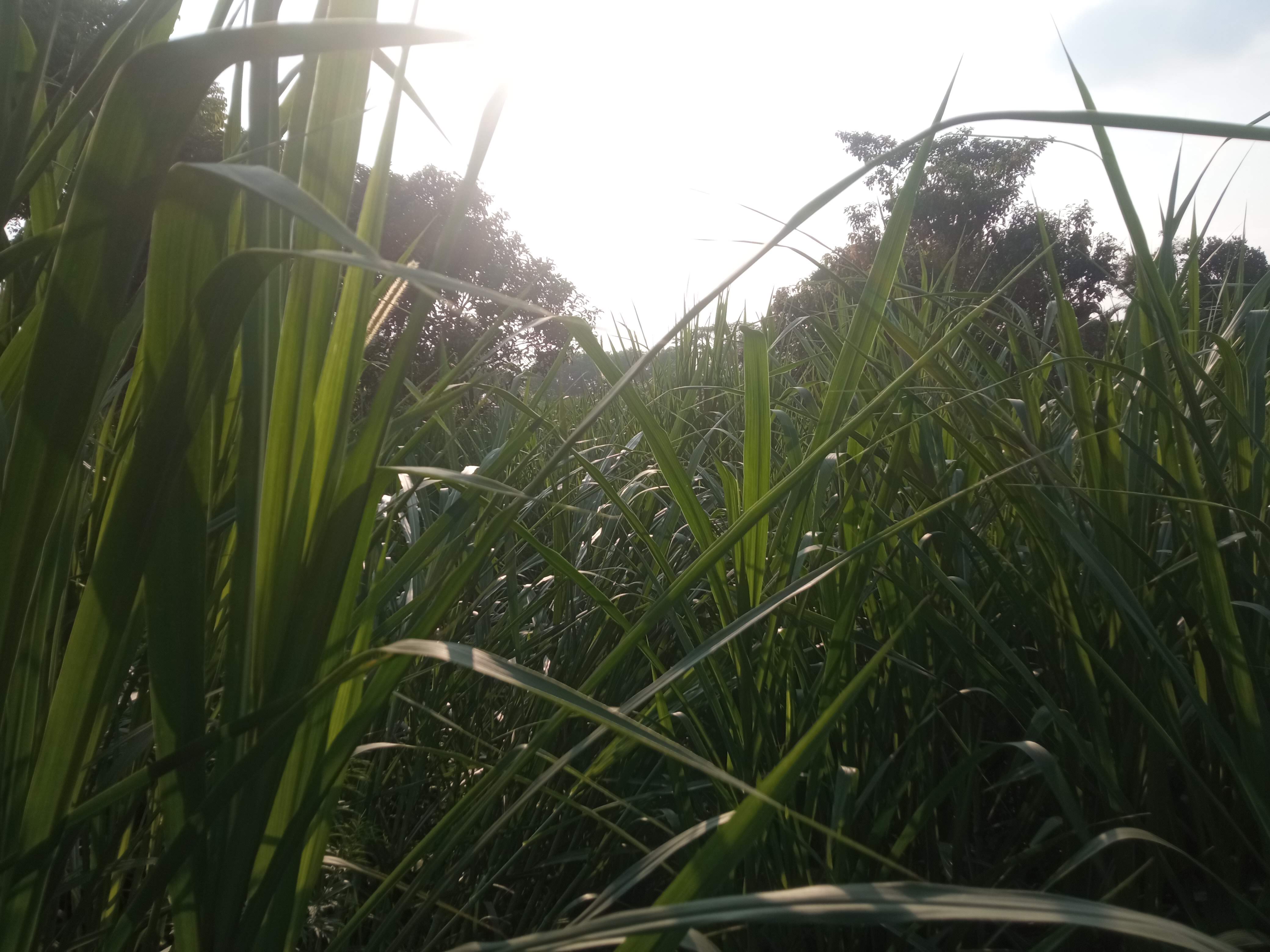 নেচার (2).jpg