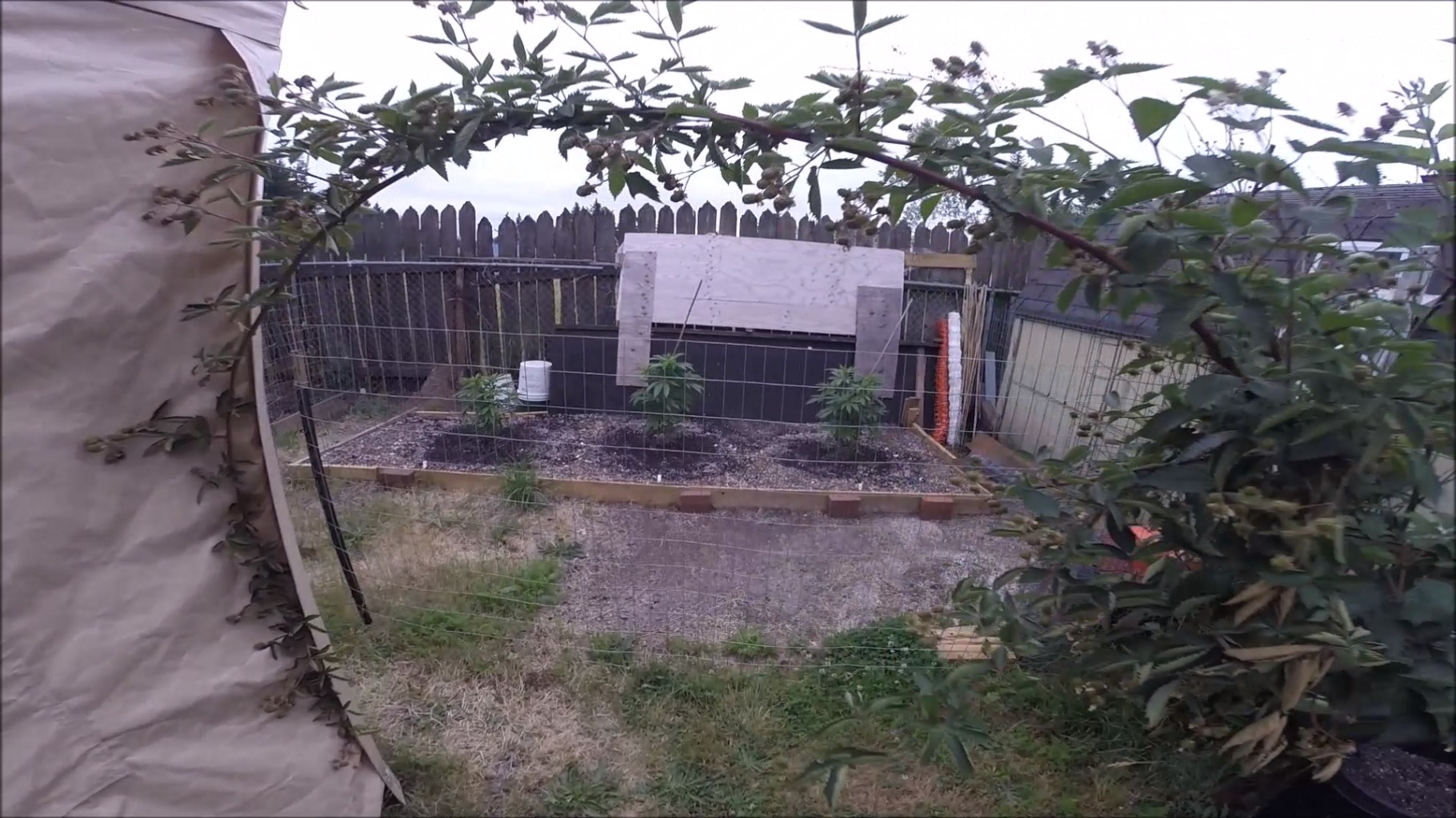 Backyard Cannabis Farming 2019 Episode 6 Applying Feedings With