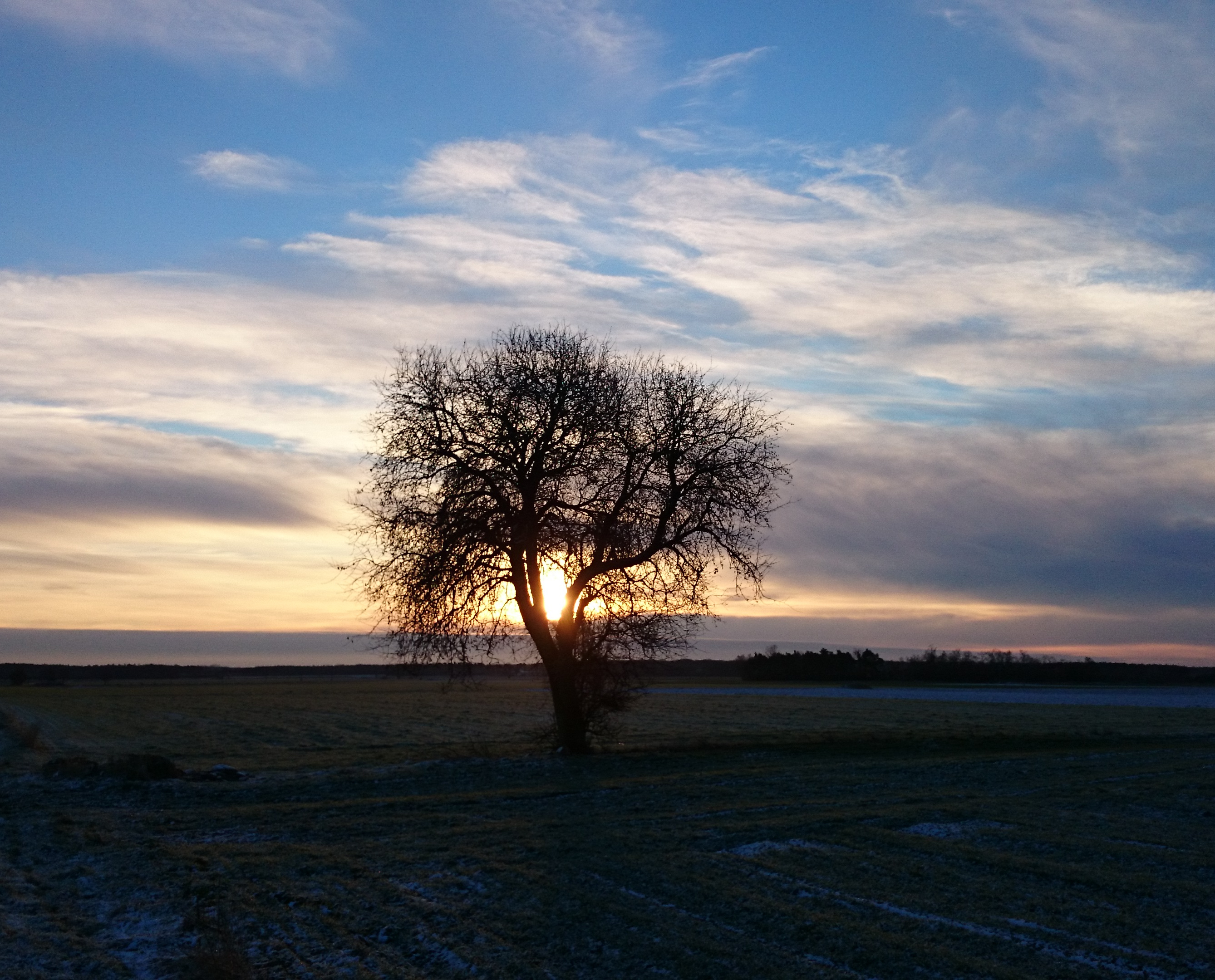 tree.jpg