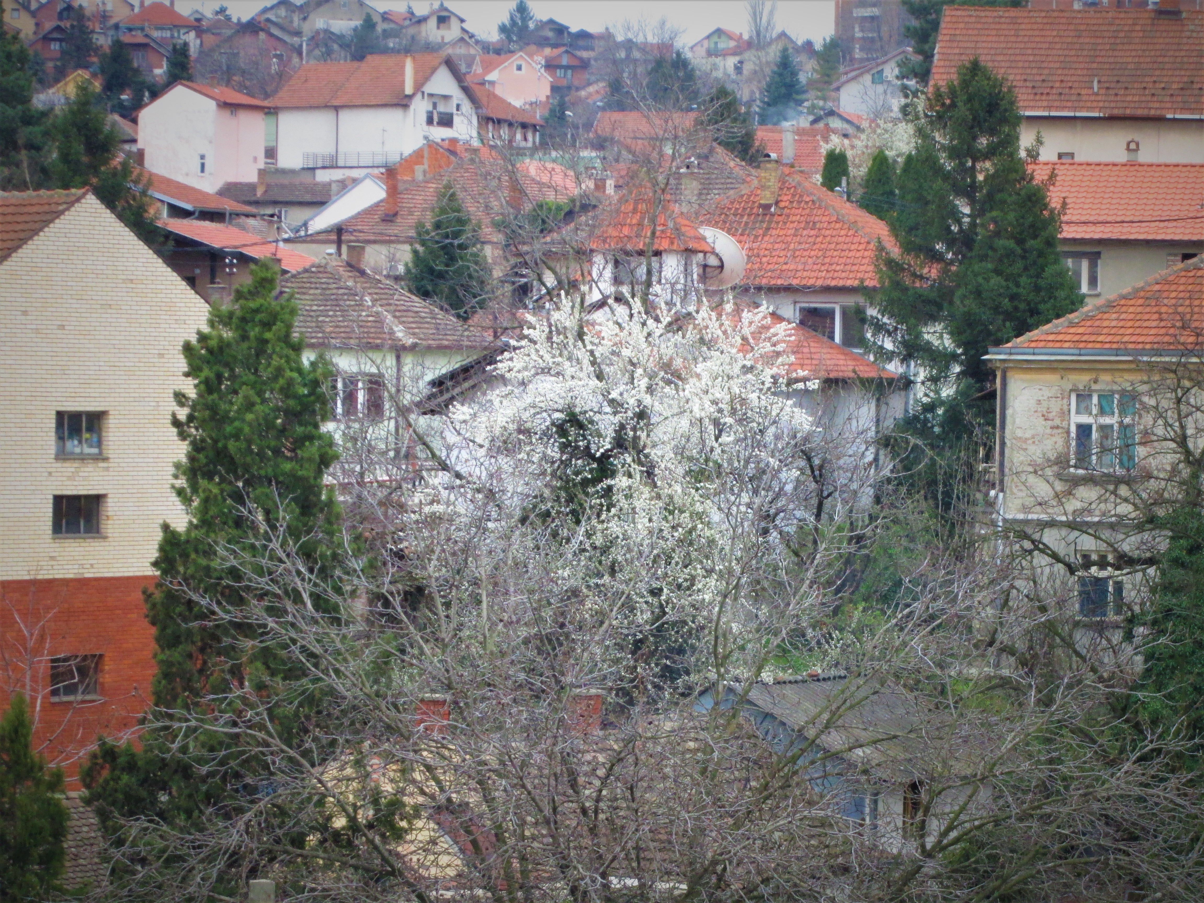 IMG_2260.JPG