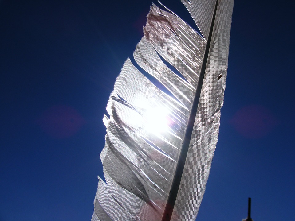 feathers-88290_960_720.jpg