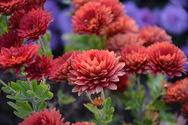 flower-2978417_640.jpg