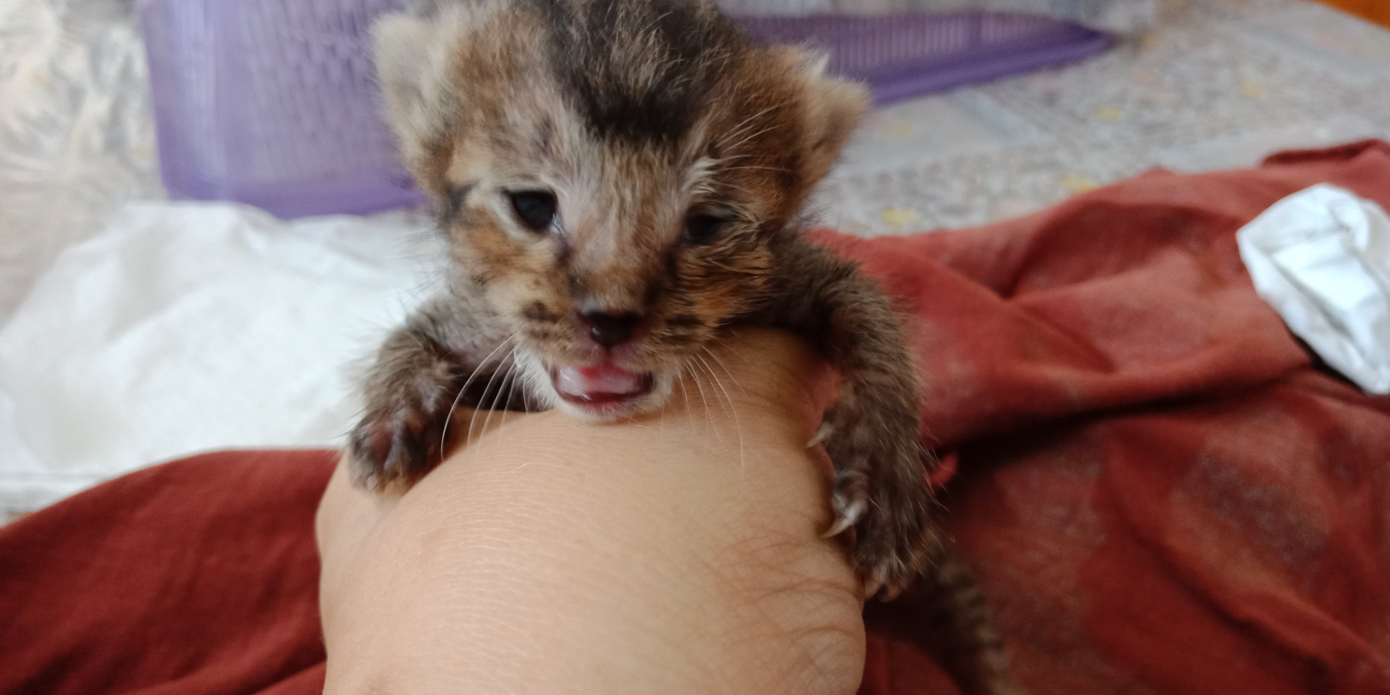 IMG-20190323-WA0014.jpeg
